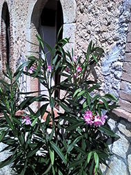 Casale rustico Ingresso casale