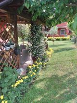 Albero fiori Fiori su albero