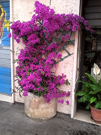 Bouganville Bouganville Via Durantini