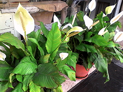 Calle Zantedeschia Fiore zantedeschia