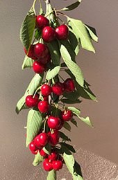 Vitorchiano Produzione ciliege Vitorchiano Ciliege produzione 2020